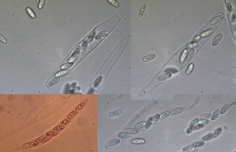 Lentomitella cirrhosa